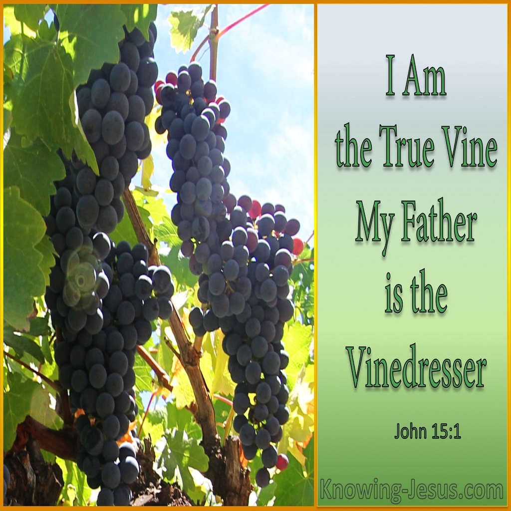 John 15:1 The True Vine (sage)